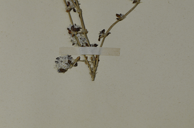 Detalle 2