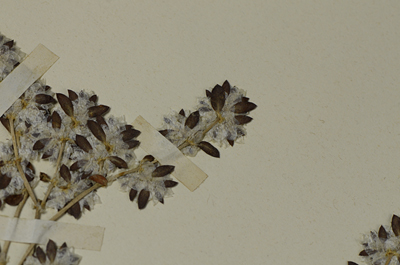 Detalle 4